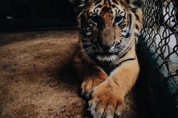 Importance of Regular Employee Health Screenings